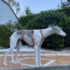 arneses para galgos