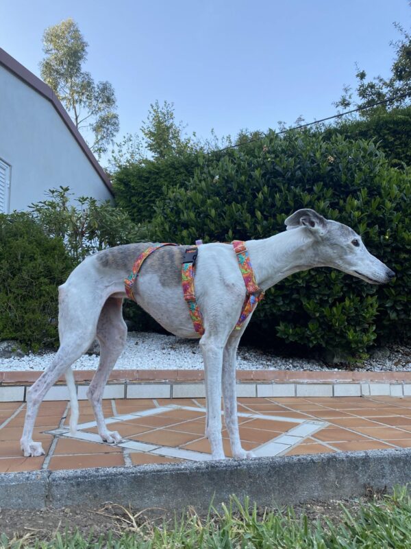 arneses para galgos