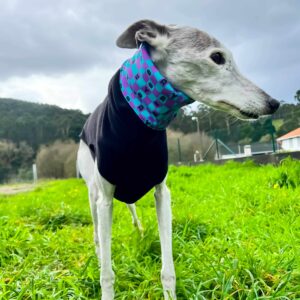 ropa para galgos